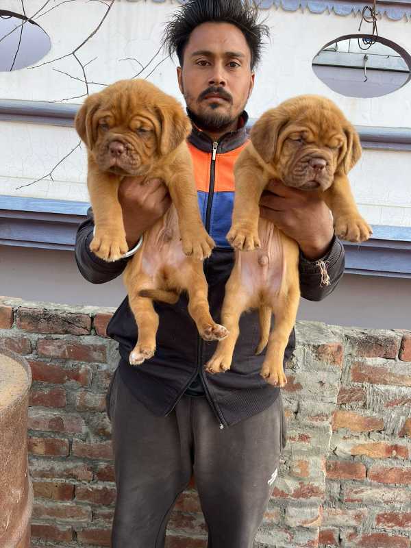 French Mastiff For Sale In Ernakulam