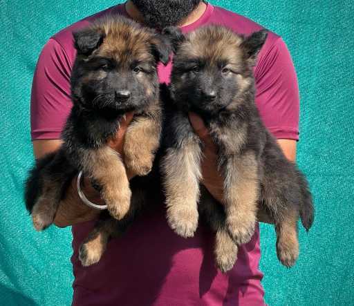 German Shepherd For Sale In Dibrugarh