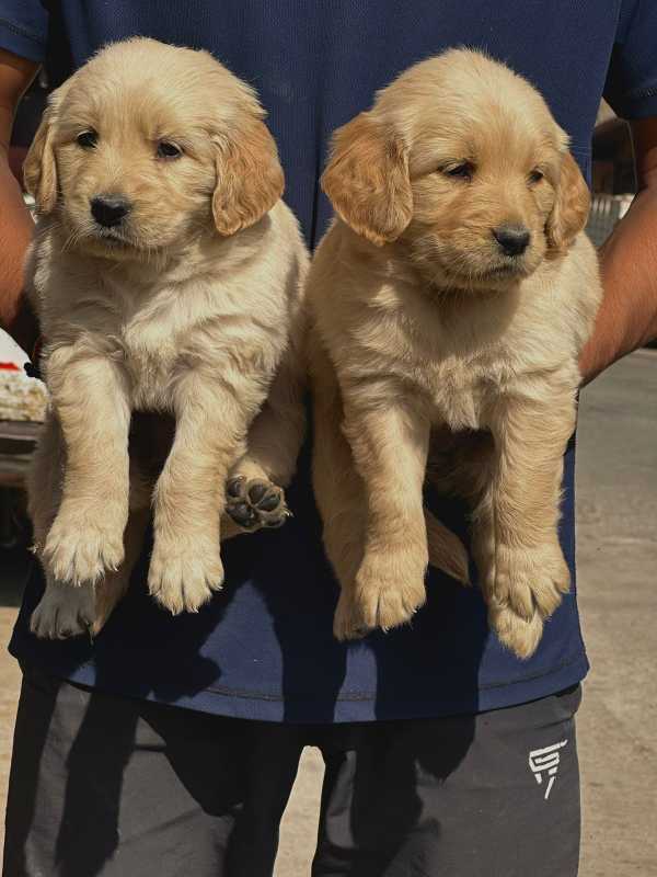 Golden Retriever For Sale In Nizamabad