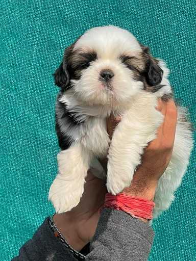 Shih Tzu For Sale In Aurangabad BR