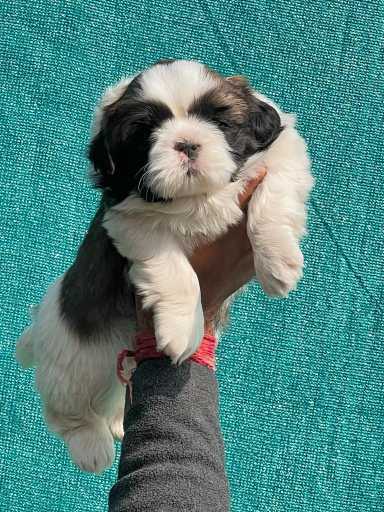 Shih Tzu For Sale In Dharwad