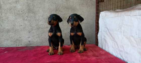 Doberman For Sale In Anantapur