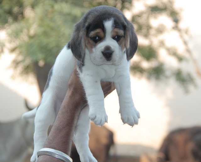 Beagle For Sale In Dibrugarh