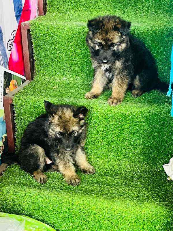 German Shepherd For Sale In Anakapalle