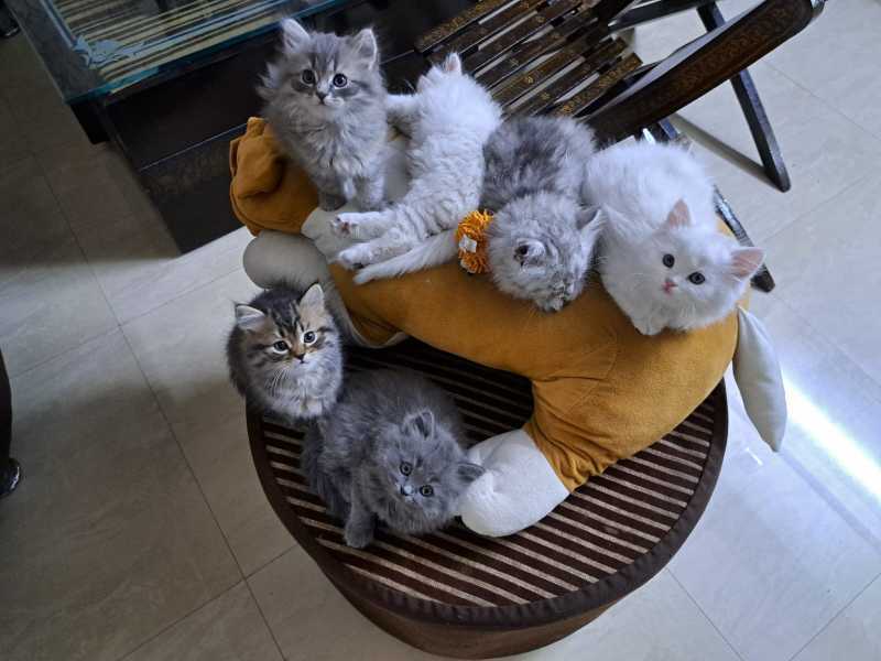 Persian For Sale In Charkhi Dadri