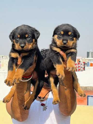 Rottweiler For Sale In Dibrugarh