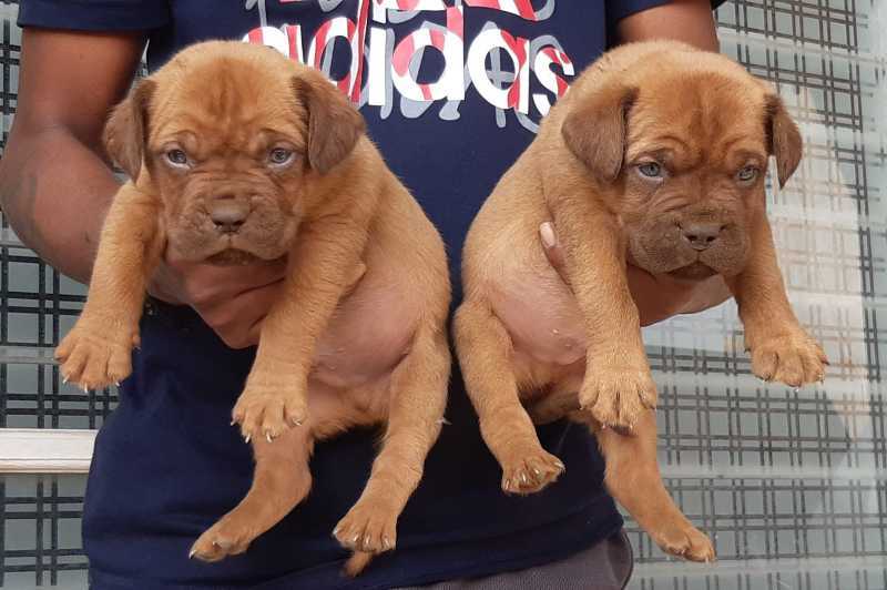 French Mastiff For Sale In Betul
