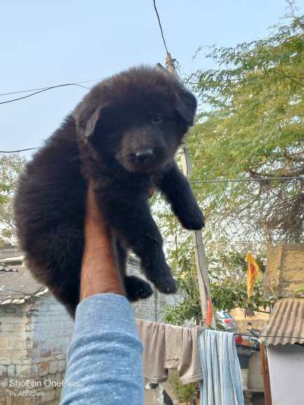 German Shepherd For Sale In Alleppey