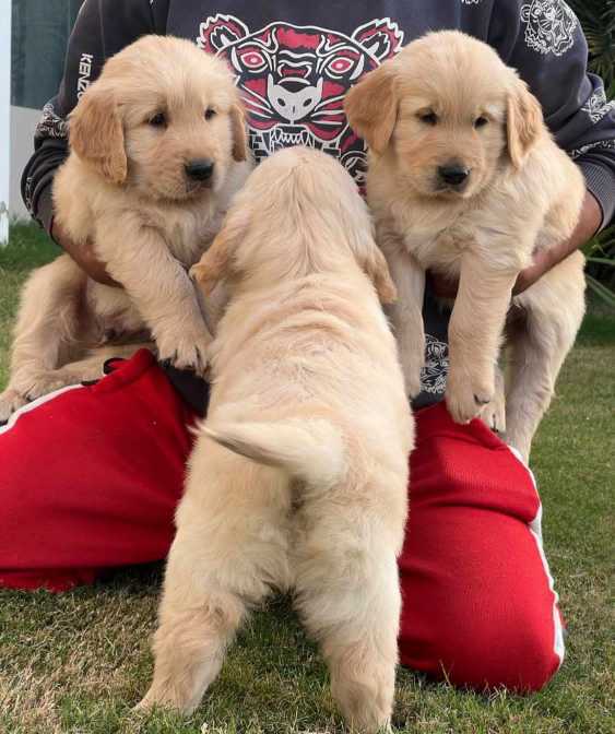 Golden Retriever For Sale In Kannur