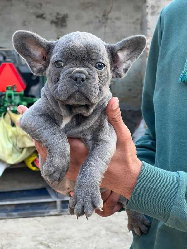 French Bulldog For Sale In East Kameng
