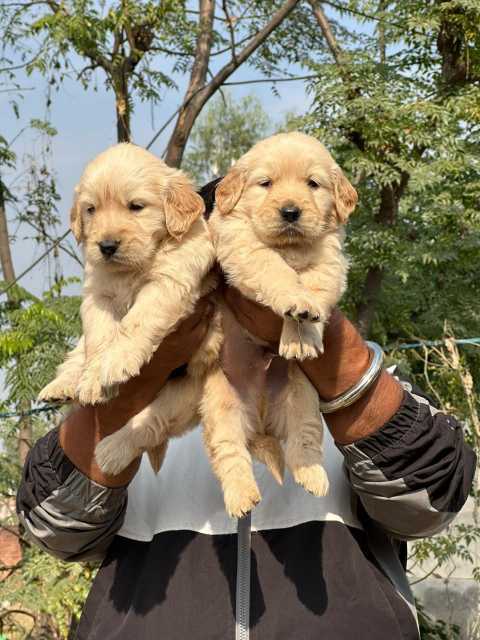 Golden Retriever For Sale In Kullu
