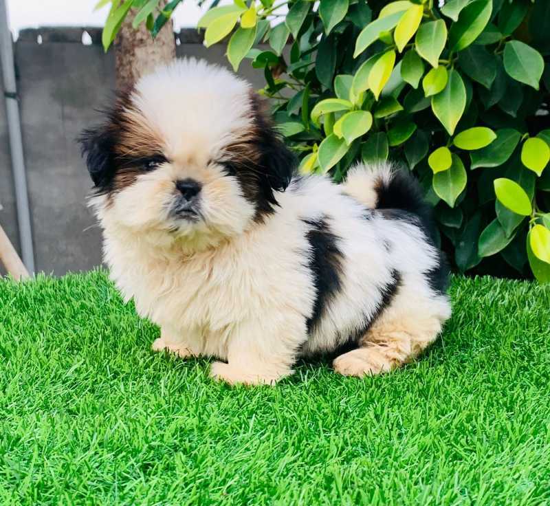 Shih Tzu For Sale In Dhar