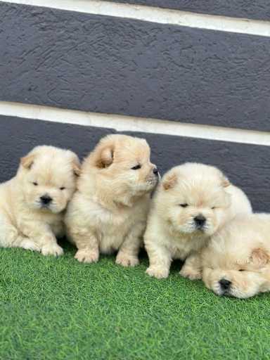 Chow Chow For Sale In Guntur