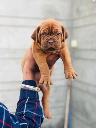 French Mastiff For Sale In Bellary