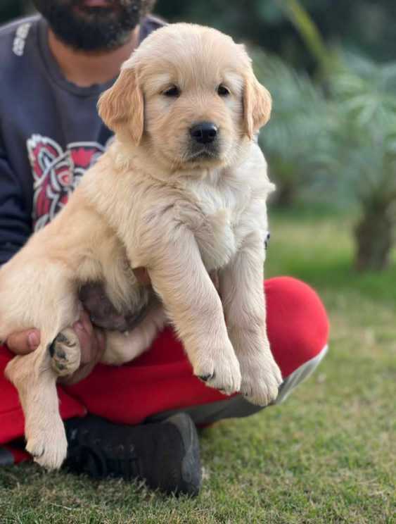 Golden Retriever For Sale In Dharwad