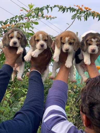 Beagle For Sale In Chikmagalur