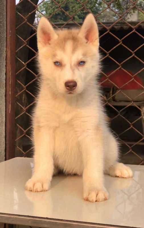 Siberian Husky For Sale In Nalgonda
