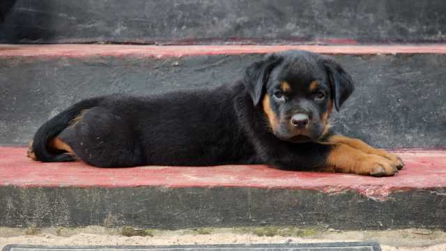 Rottweiler For Sale In Buldana