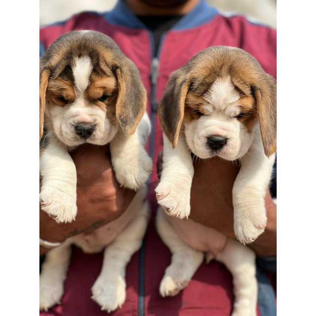Beagle For Sale In Bongaigaon