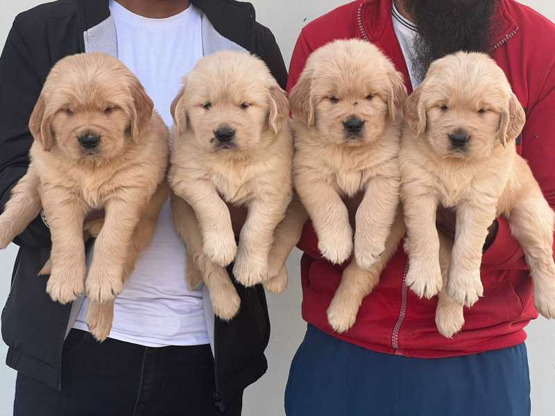 Golden Retriever For Sale In Pondicherry