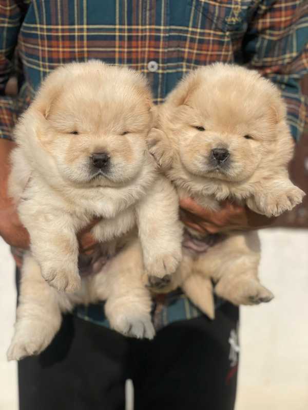 Chow Chow For Sale In Bagalkot