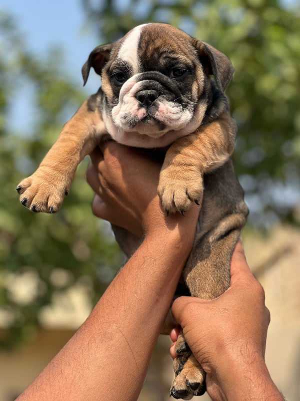 English Bulldog For Sale In Gwalior