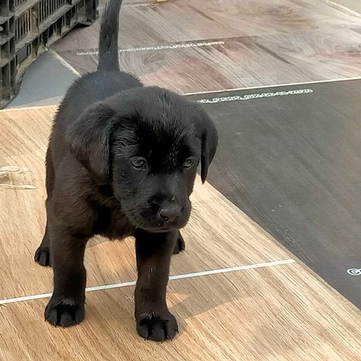Labrador Retriever For Sale In Gurgaon