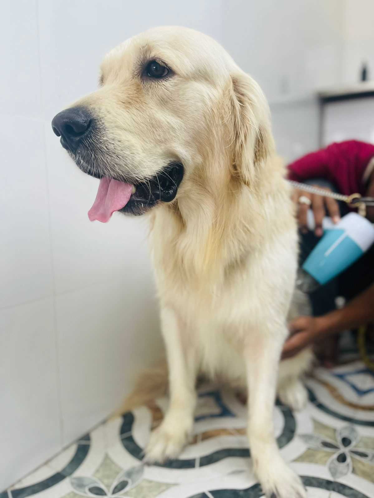 Golden Retriever Dogs For Mating In Kolkata