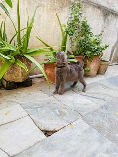 British Shorthair Dogs For Mating In Ahmedabad