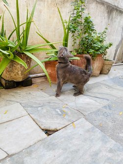 British Shorthair Dogs For Mating In Ahmedabad