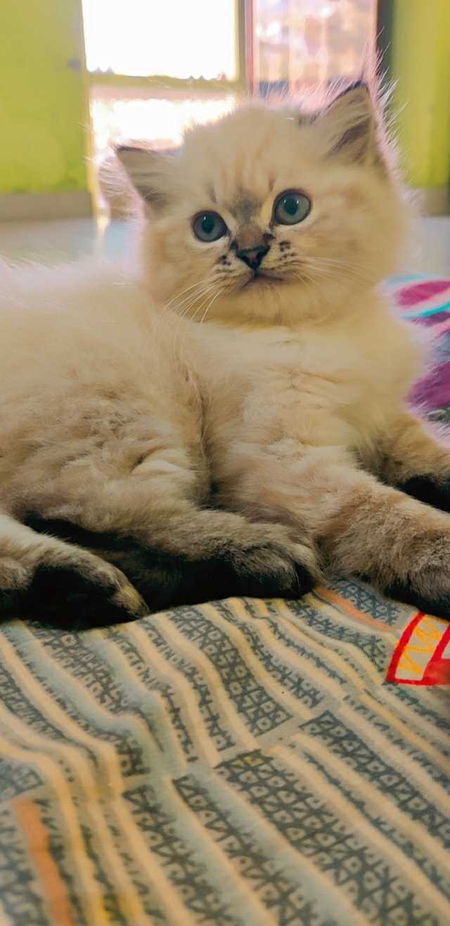 Persian For Sale In Chandrapur