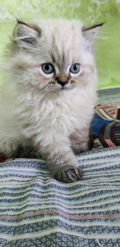 Persian For Sale In Chandrapur