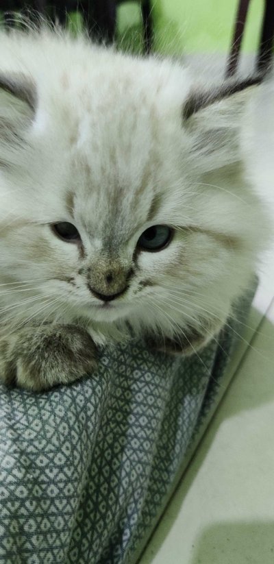 Persian For Sale In Chandrapur