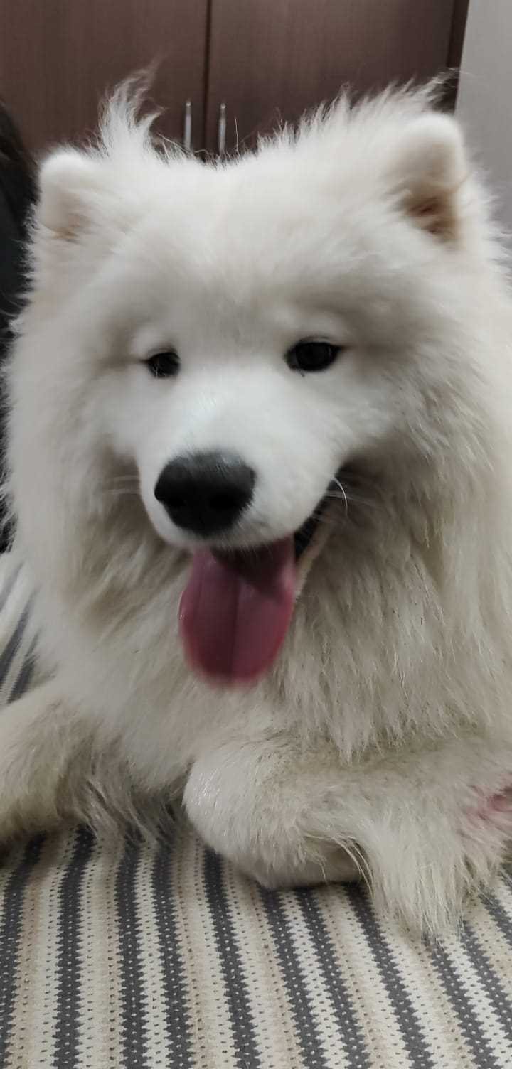 Samoyed Dogs For Mating In Chandigarh
