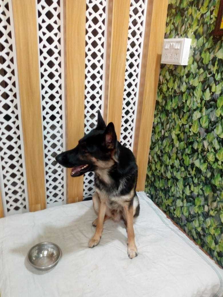 German Shepherd For Adoption In Bhopal