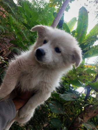 Indian Spitz For Sale In Jaunpur