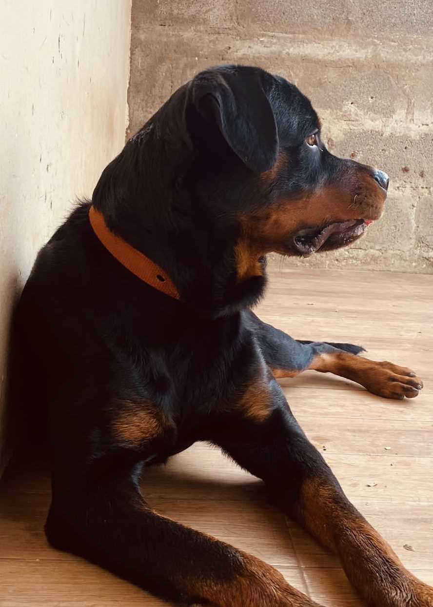 Rottweiler Dogs For Mating In Hyderabad