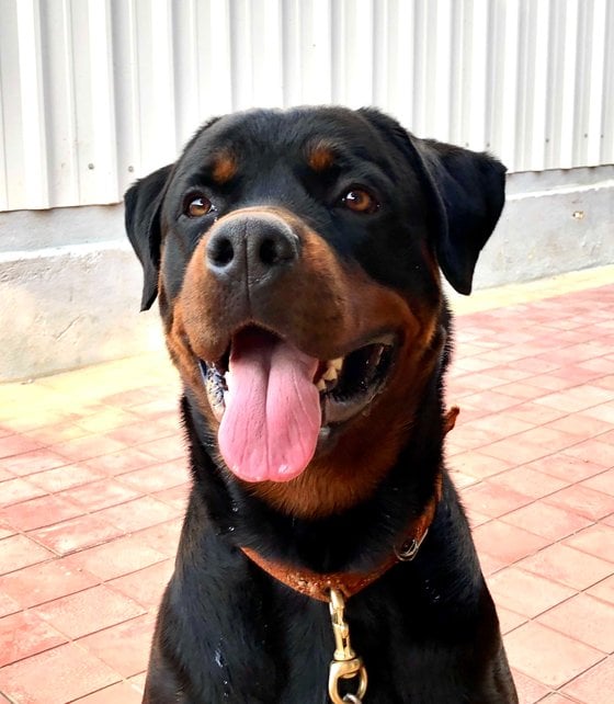 Rottweiler Dogs For Mating In Hyderabad