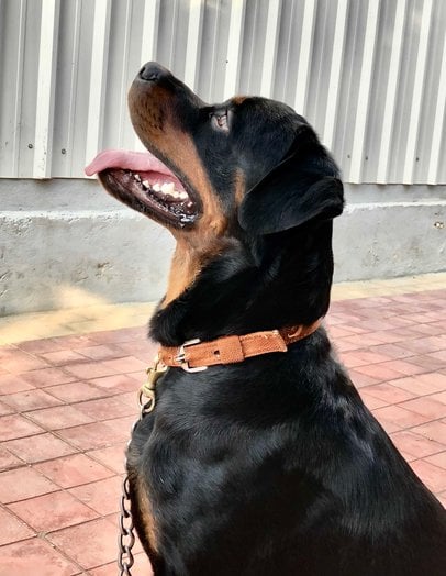 Rottweiler Dogs For Mating In Hyderabad