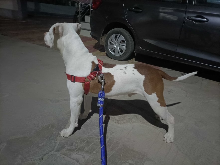 American Bully Dogs For Mating In Kheda