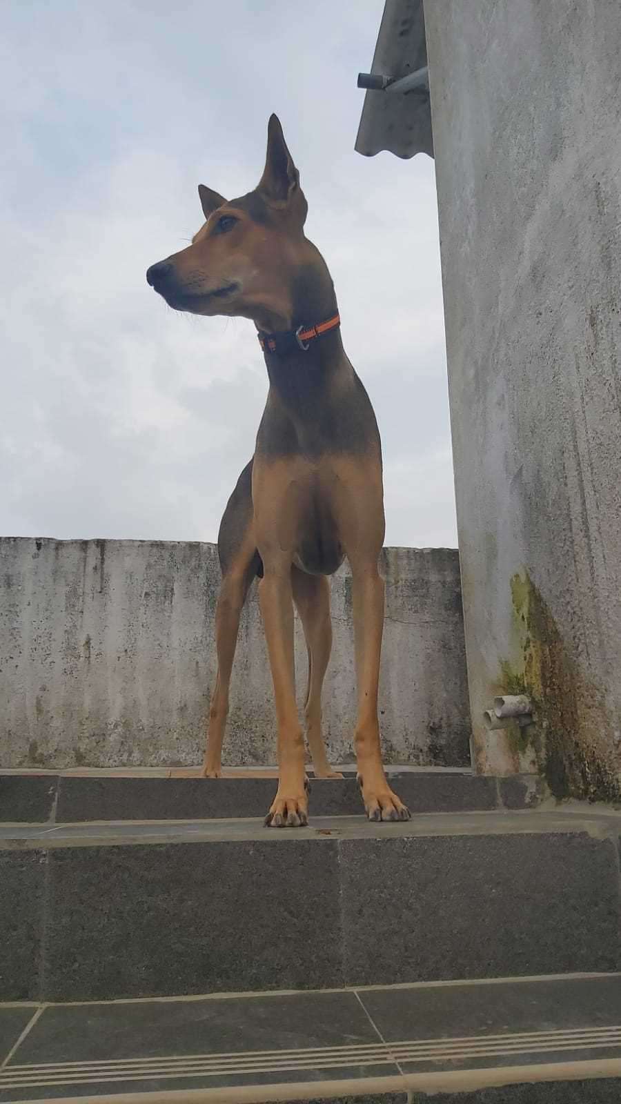 Indian Breed Dogs For Mating In Chennai