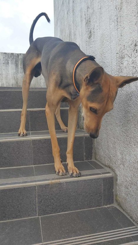 Indian Breed Dogs For Mating In Chennai