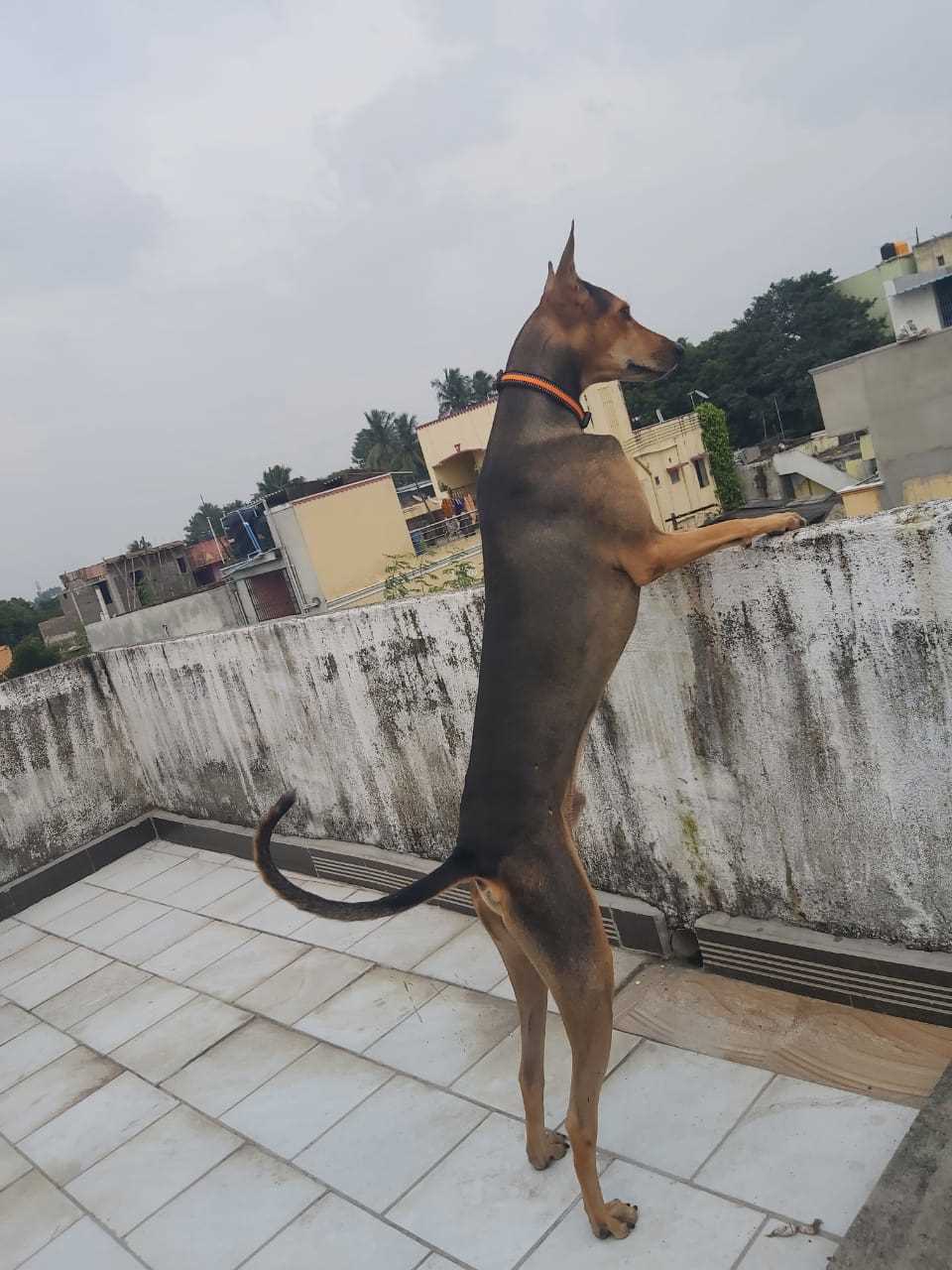 Indian Breed Dogs For Mating In Chennai
