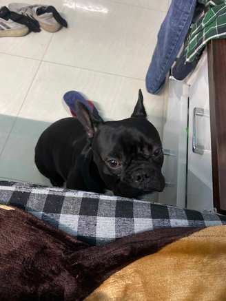 French Bulldog Dogs For Mating In Muzaffarnagar