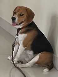 Beagle Dogs For Mating In Coimbatore