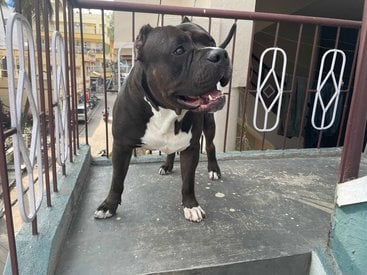 American Bully Dogs For Mating In Bangalore