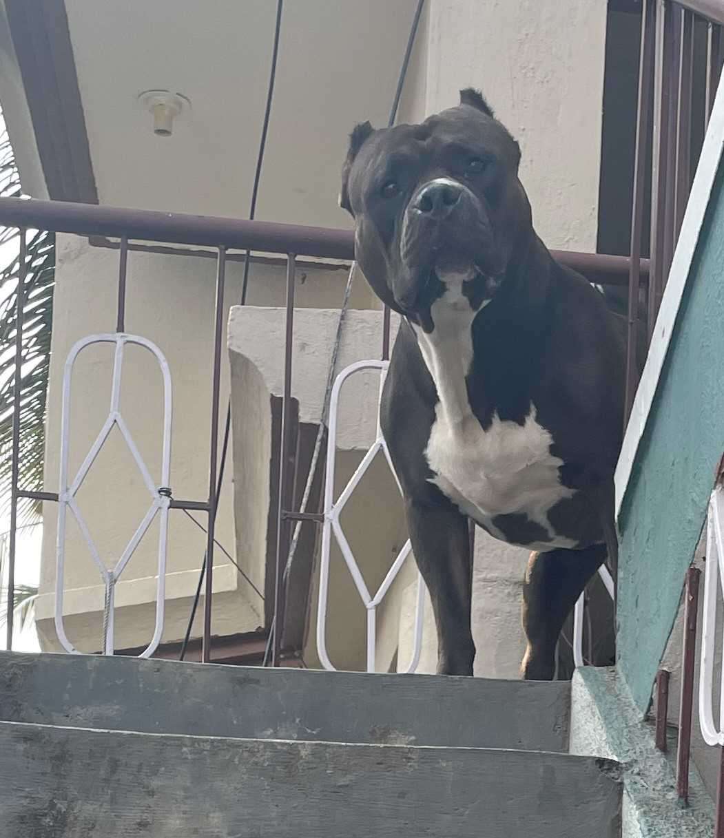 American Bully Dogs For Mating In Bangalore