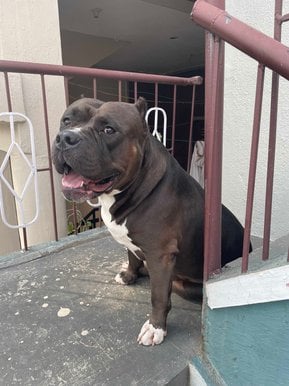 American Bully Dogs For Mating In Bangalore