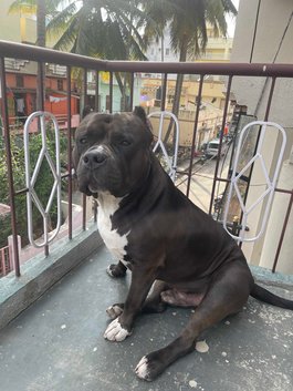 American Bully Dogs For Mating In Bangalore