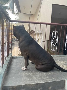 American Bully Dogs For Mating In Bangalore